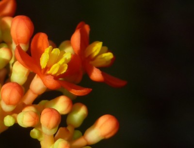 Jatropha Nahaufnahme podagrica.jpg