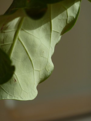 Blatt Unterseite Jatropha podagrica.jpg