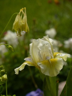 Aquilegia canadensis corbett mit Iris1.jpg