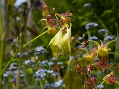 Aquilegia canadensis corbett mit Epimedium1.jpg