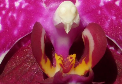 Harlequin Phalaenopsis makro.jpg