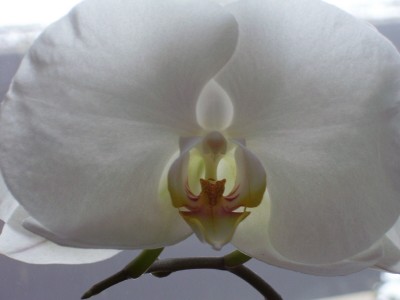 Orchideensammlung_4.jpg