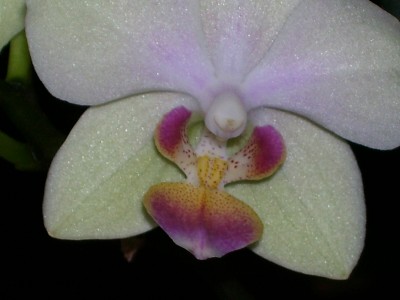 Orchideensammlung_3.jpg