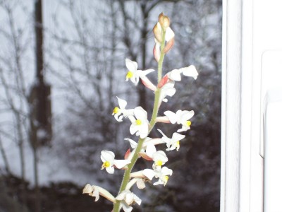 Orchideensammlung_1.jpg