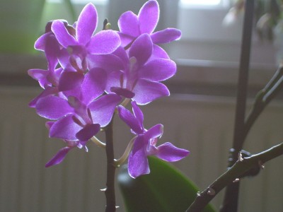 Phalaenopsis.jpg