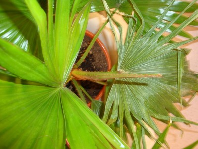 Livistona rotundifolia1.jpg