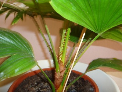Livistona rotundifolia2.jpg