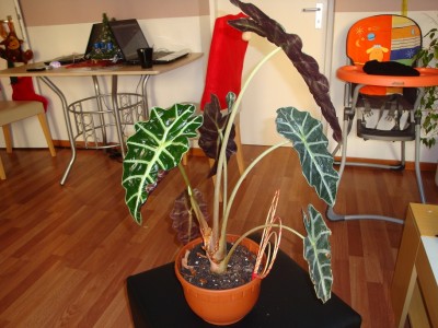 Alocasia sanderiana1.jpg