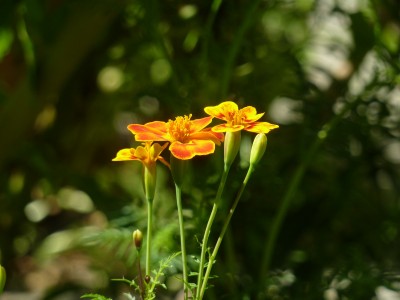 Tagetes tenuifolia.jpg