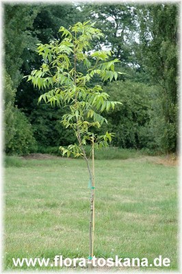 carya_illinoinensis_ausgepflanzt_2_-_100607.jpg