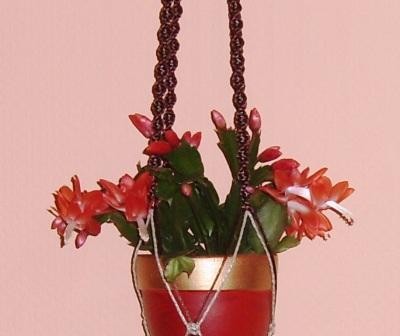 schlumbergera.JPG