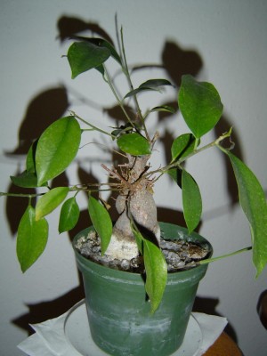 Ficus gingko.jpg