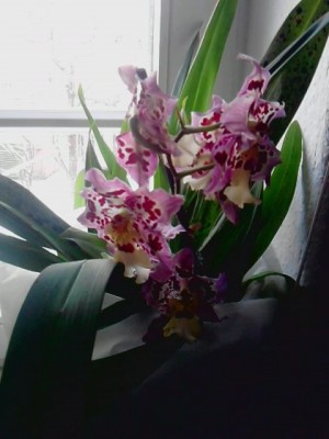 orchidee3.JPG