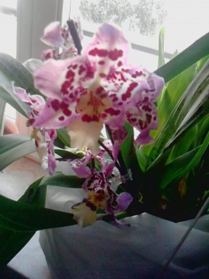 orchidee2.JPG