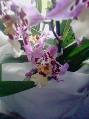 orchidee.JPG