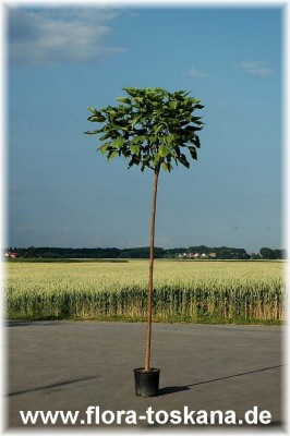 catalpa_bignonioides_4_-_010706.jpg