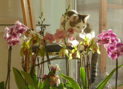 Baghira Orchideen.jpg