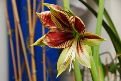 dsc_6309_Amaryllis_papilio.jpg