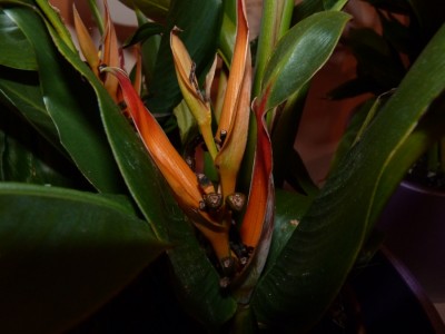 heliconia blüte.jpg