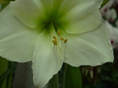 hippeastrum 2.jpg