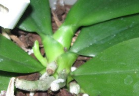 Phalenopsis tetraspis warscheinlich kommt da ein Blütentrieb.jpg