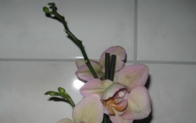 Blüten 2011 006-1.jpg