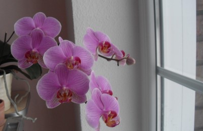 Orchidee rosa-geadert 4.jpg