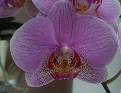 Orchidee rosa-geadert Blühte 1.JPG