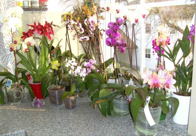 Orchideenfenster.jpg