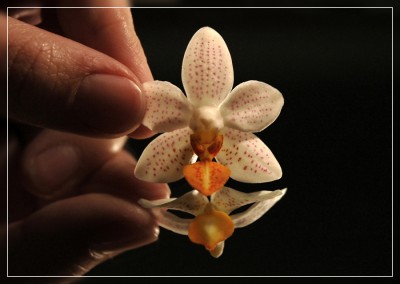 orchidee1_kl_1.jpg