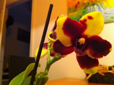 Mini Phalaenopsis nah1.jpg