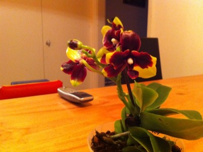 Mini Phalaenopsis dunkel.jpg