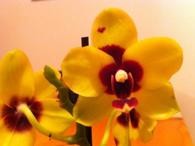 Mini Phalaenopsis nah.jpg