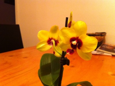 Mini Phalaenopsis.jpg