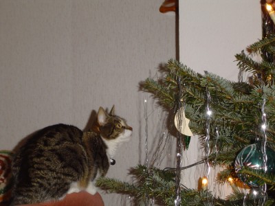 Tiffy am Weihnachtsbaum `10.jpg
