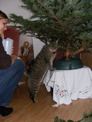 Kitty beim Beschnüffeln vom Baum.jpg