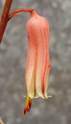 Aloe jucunda (7).jpg