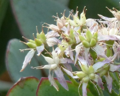 undulatifolia.jpg