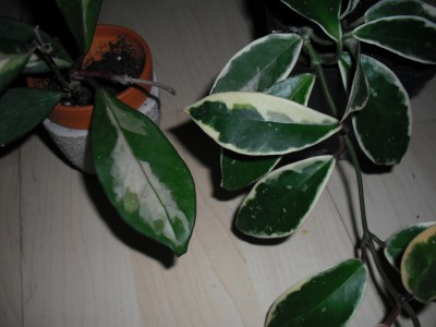 Hoya tricolor und variegata.jpg