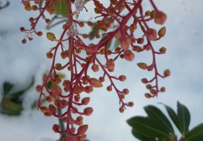 Japonica pieris forest flame.JPG