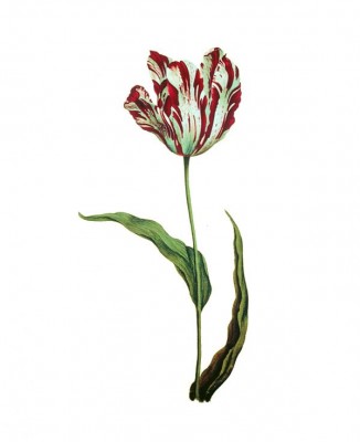 2316-Tulpe.jpg