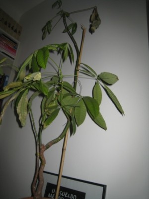 schefflera2.jpg