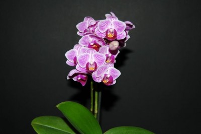 Orchideen_0112.jpg