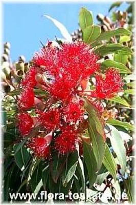 eucalyptus_ficifolia_4_-_digi.jpg