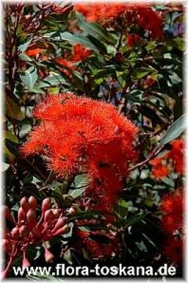 eucalyptus_ficifolia_3_-_141005.jpg