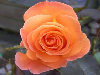 Orange Rose.JPG