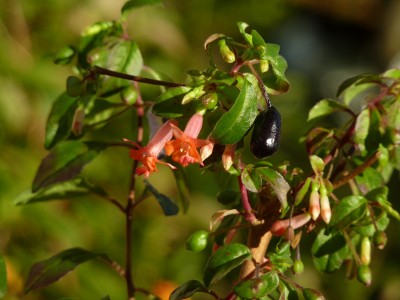 Fuchsia Obcilin.jpg