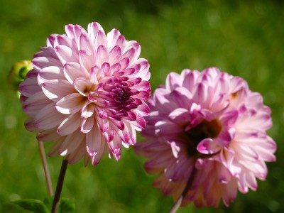 Dahlia Little Robert.jpg