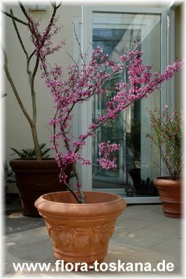 cercis_canadensis_7_-_200307.jpg