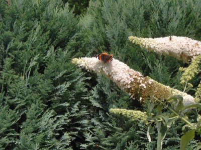 Schmetterling im Flieder.jpg